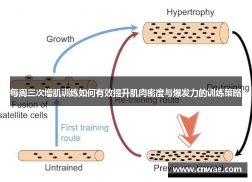 每周三次增肌训练如何有效提升肌肉密度与爆发力的训练策略